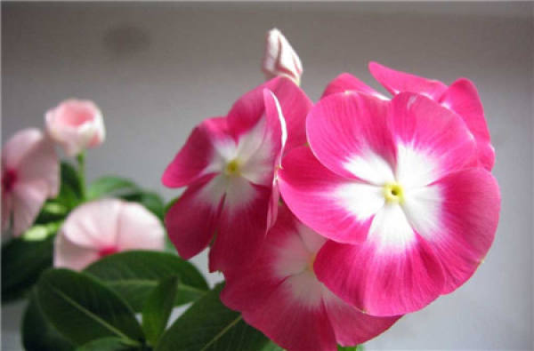 florescence of Catharanthus