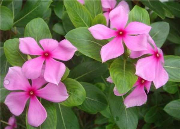 florescence of Catharanthus