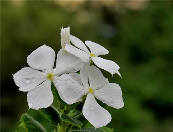 Catharanthus roseus blossom appreciation