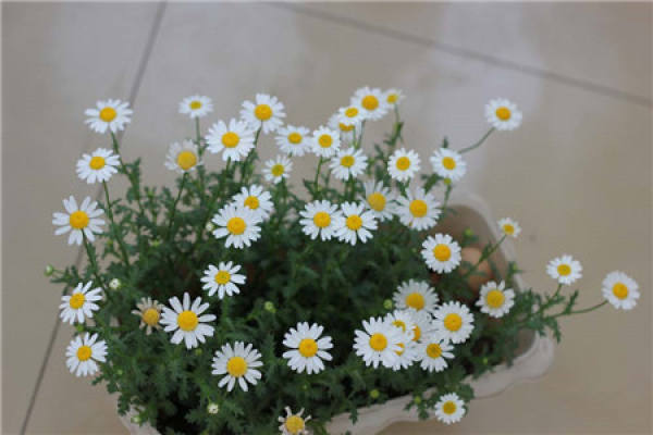How long can white chrysanthemum bloom?