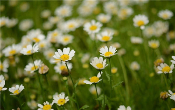 how long can white chrysanthemum bloom