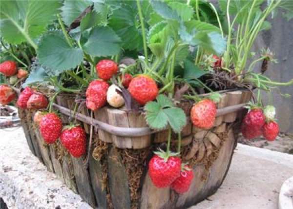 Germination of strawberry seed
