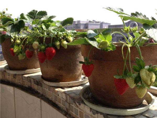 strawberry seed germination