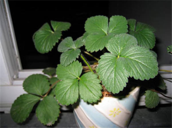 Strawberry maintenance after sowing