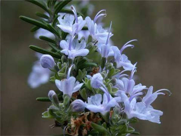 Principles of pruning rosemary