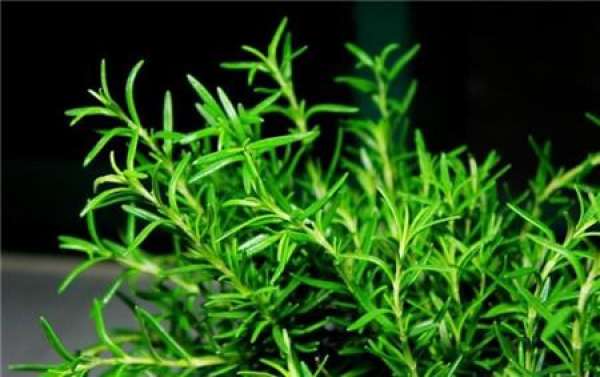 Principles of pruning rosemary