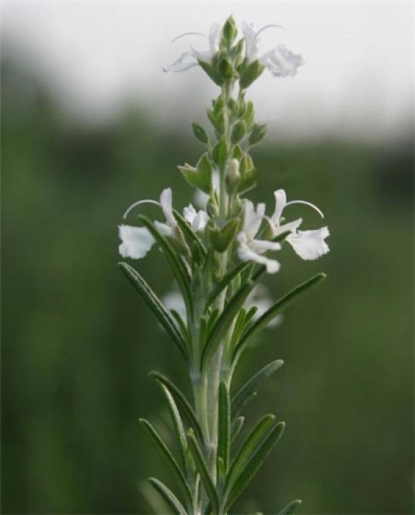 Pruning method of rosemary