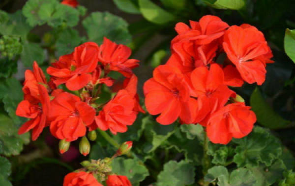 Geranium