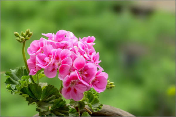 Geranium