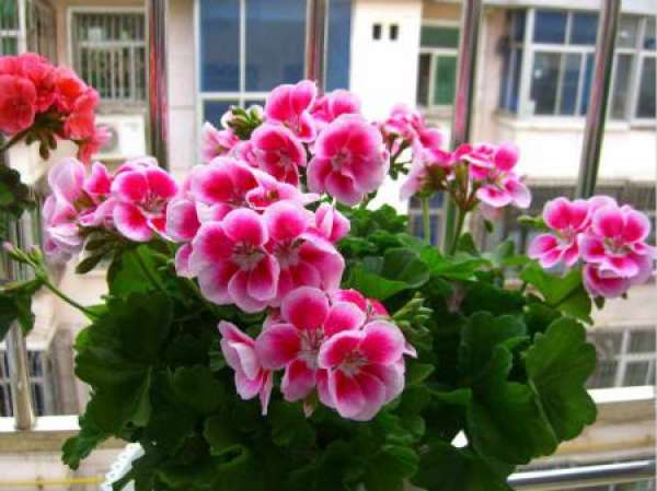 Geranium