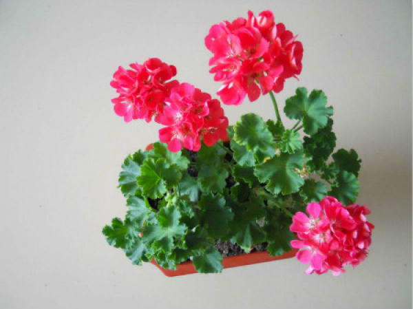 Geranium Geranium