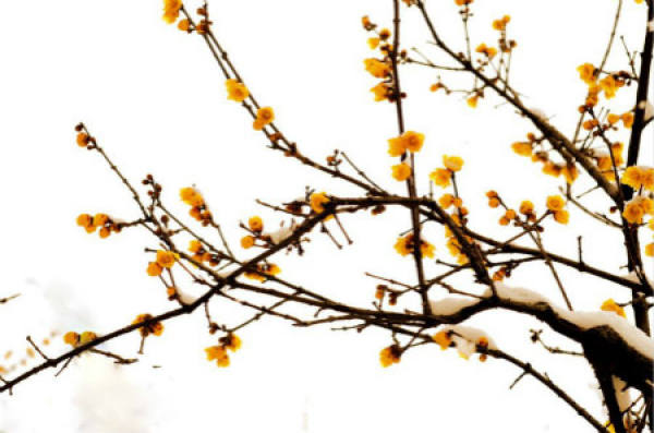Wintersweet