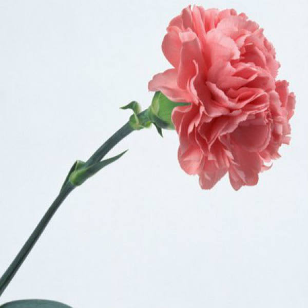 How does carnation take heart The Plant Aide