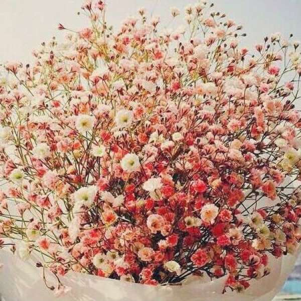Germination method of Gypsophila paniculata