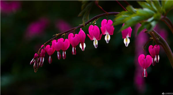 Flowering period of Paeonia suffruticosa Flowering period of Paeonia suffruticosa