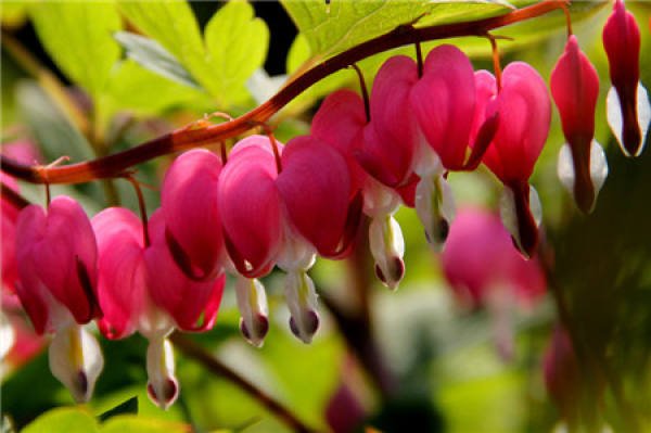 the flowering period of lotus and peony the flowering period of lotus and peony