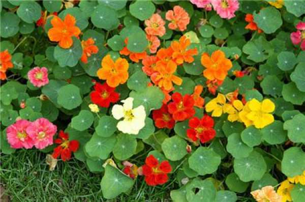 When does nasturtium bloom?