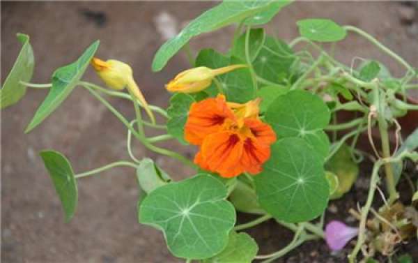 When does nasturtium bloom?