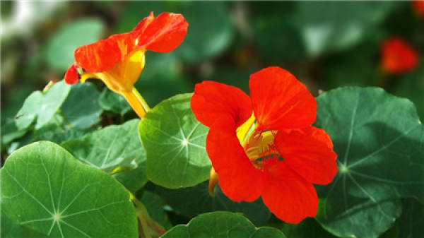 When does nasturtium bloom?