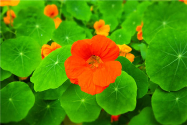 Appreciation of nasturtium blossom