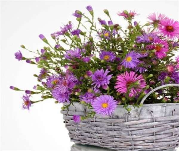 Family Flower Arrangement-Bottle Flower