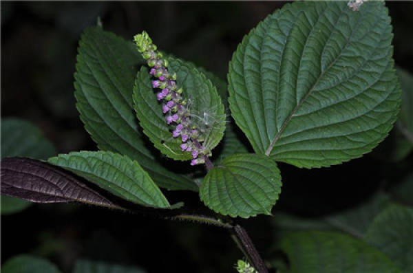 Preparation of lateral cutting of Perilla frutescens