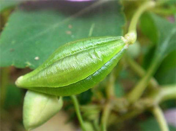 Why do impatiens need seed collection?