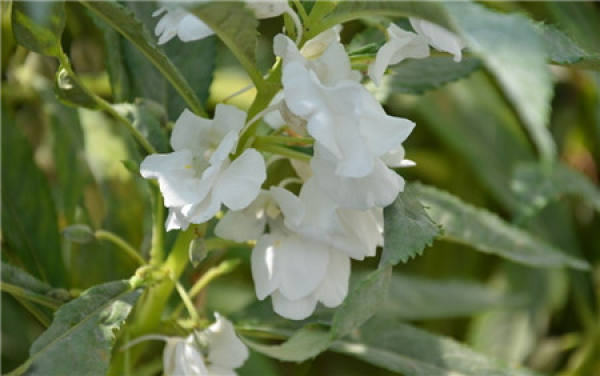 How to collect impatiens seeds?