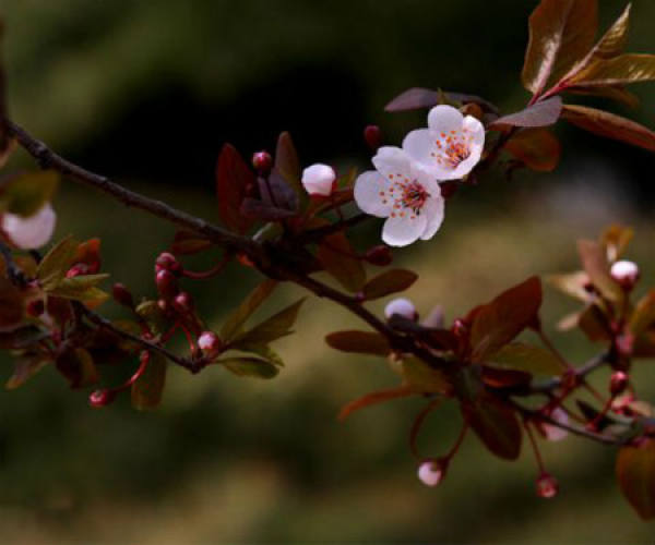 Purple Leaf Plum