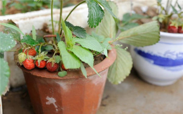 When are the strawberry seeds ready?