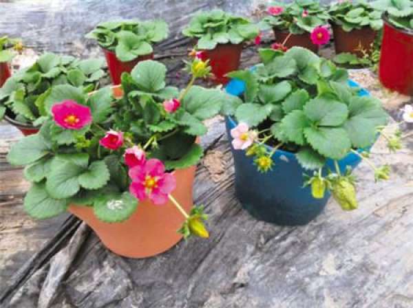 Precautions for Strawberry Seeding
