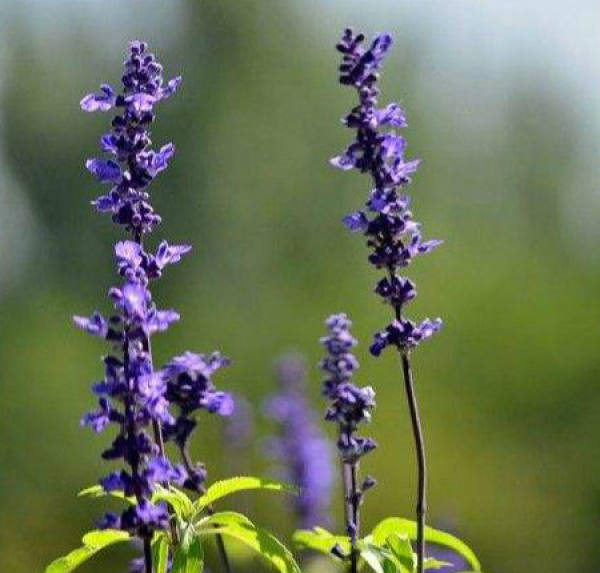 Sage Bagdan