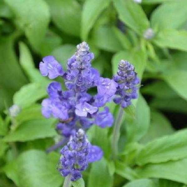 Sage Bagdan