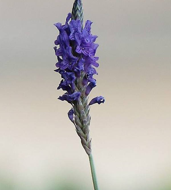 Pineapple sage