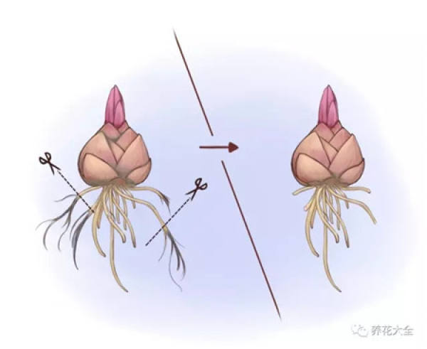 Pruning Root System