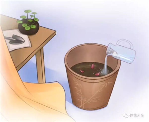 Pruning Root System
