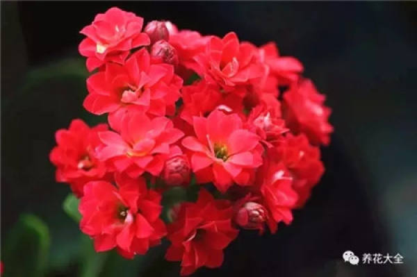 Jonquil