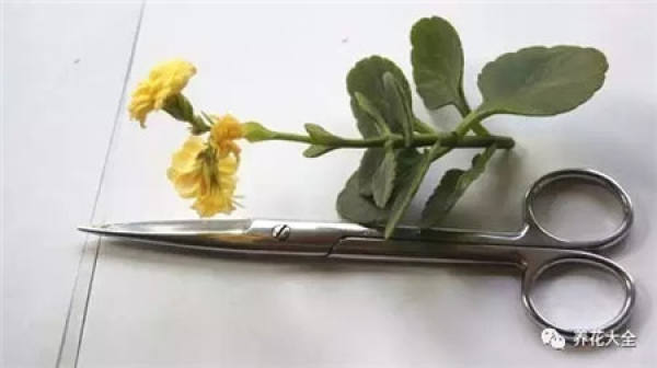 Jonquil