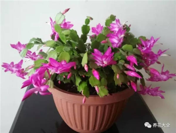 Keep the pot soil moist.