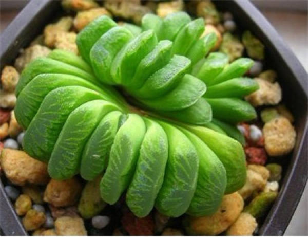 Jade Fan