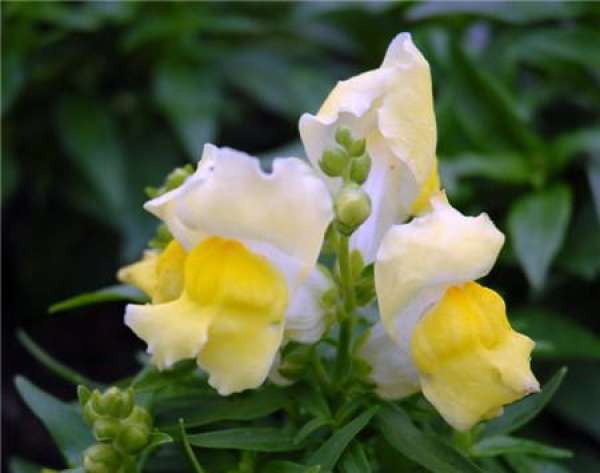 Antirrhinum majus