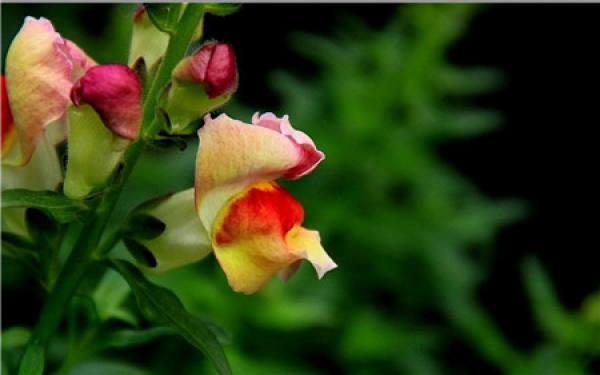 Antirrhinum majus