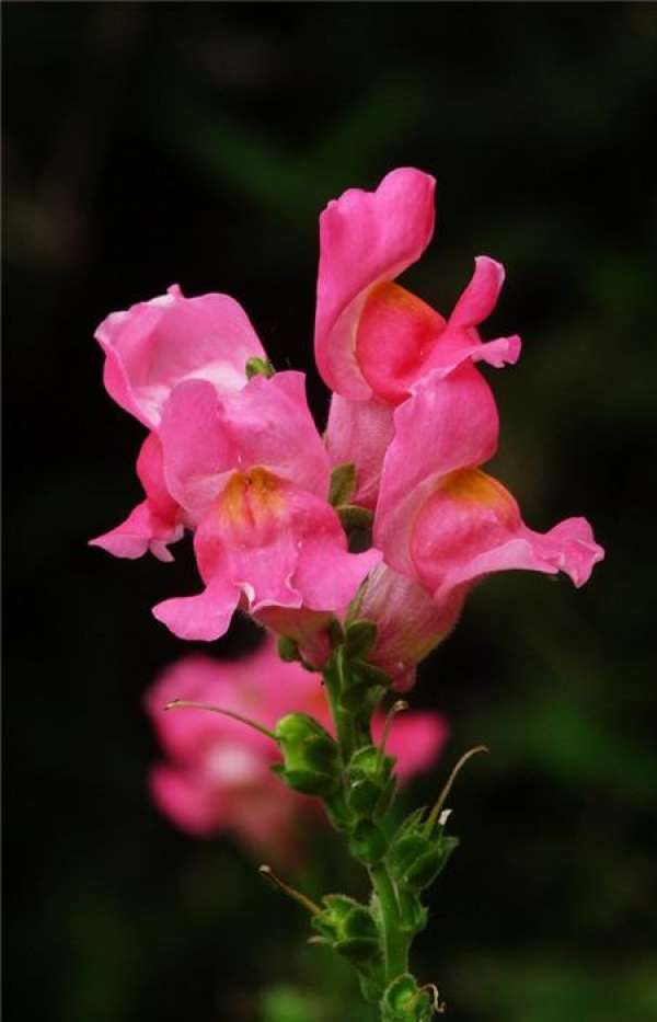 Antirrhinum majus