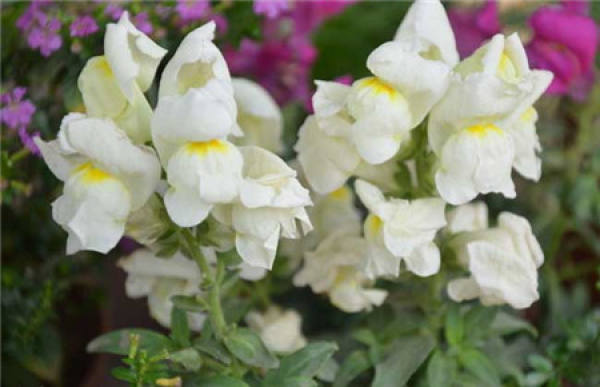 Antirrhinum majus