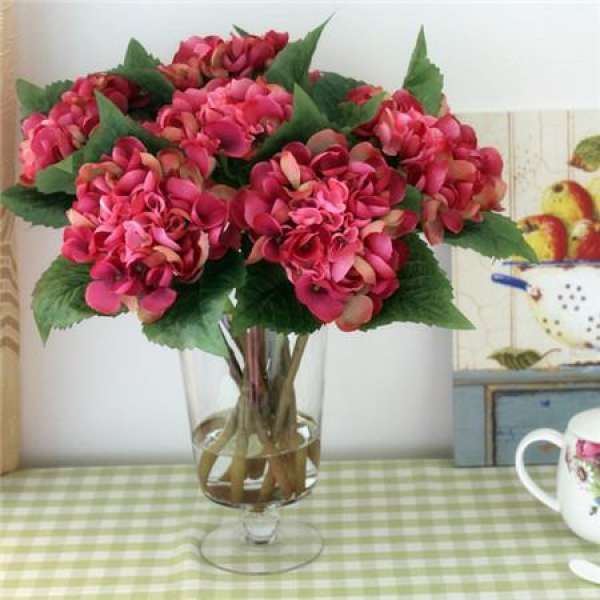Hydrangea