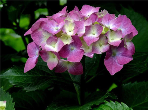 Hydrangea