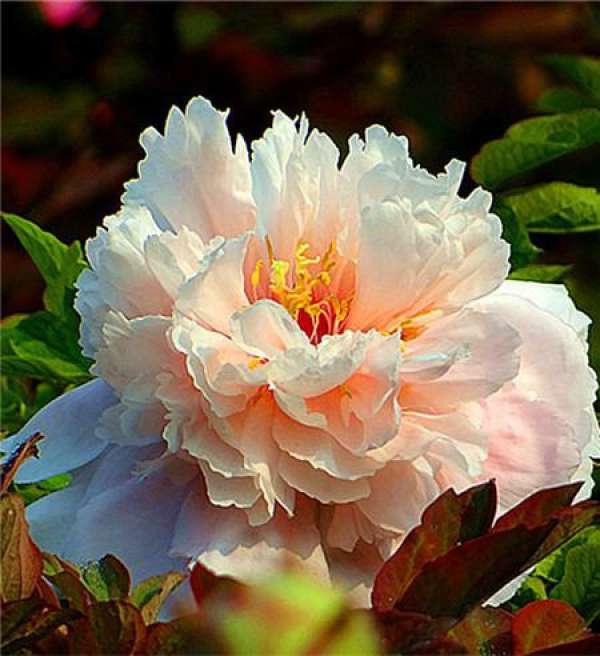 Jade Peony