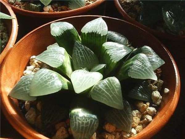Jade Fan