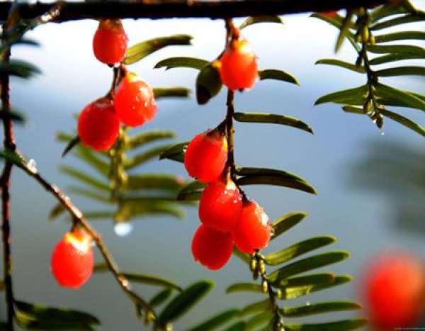 The fruit of the yew