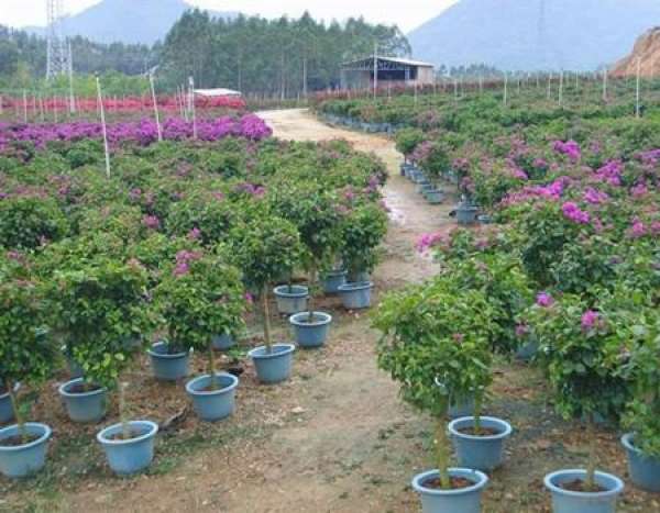 Cutting Propagation of Jacaranda copaia
